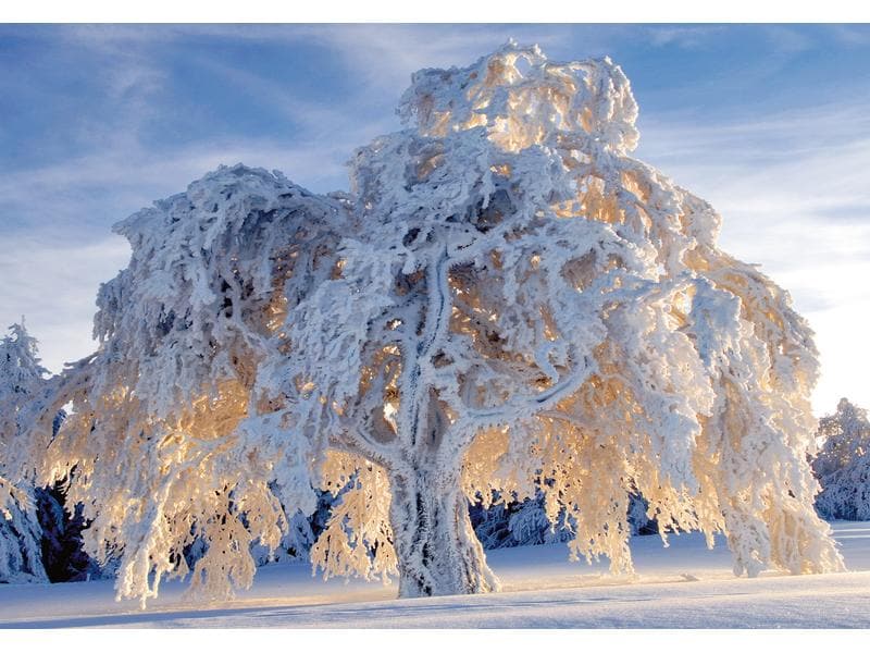 Natur Verlag Carte à motif Arbre en robe de neige 17.5 x 12.2 cm