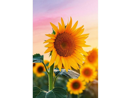 ABC Carte de vœux Fleur de soleil 12.5 x 17.6 cm