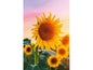 ABC Carte de vœux Fleur de soleil 12.5 x 17.6 cm