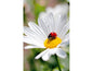 ABC Carte de vœux coccinelle 12.5 x 17.6 cm