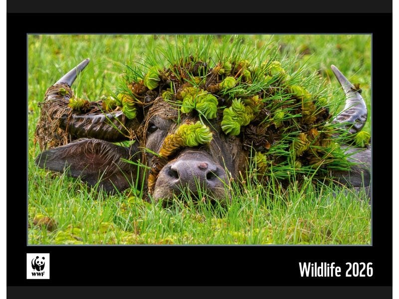 Calendaria Calendrier illustré 2025 WWF Wildlife